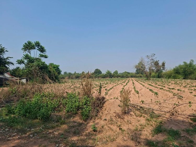 ขายที่ดินแปลงสวย ทำเลดี ติดถนน 2 ด้าน อ.มัญจาคีรี จ.ขอนแก่น รูปที่ 2