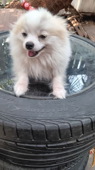 สุนัขบอมไซจิ่วอายุ6เดือน รูปที่ 4