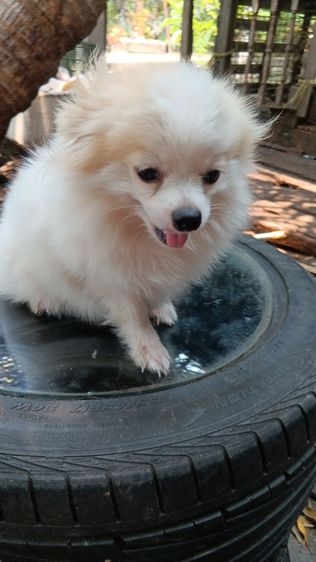 สุนัขบอมไซจิ่วอายุ6เดือน รูปที่ 14