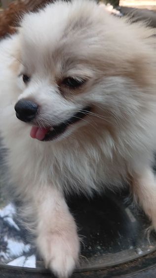 สุนัขบอมไซจิ่วอายุ6เดือน รูปที่ 9