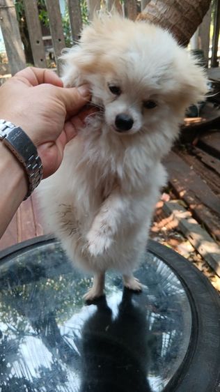 สุนัขบอมไซจิ่วอายุ6เดือน รูปที่ 10