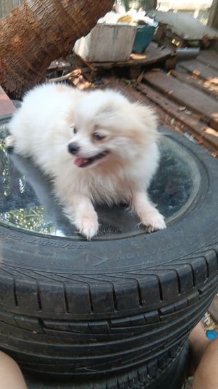 สุนัขบอมไซจิ่วอายุ6เดือน รูปที่ 15