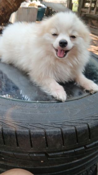 สุนัขบอมไซจิ่วอายุ6เดือน รูปที่ 2