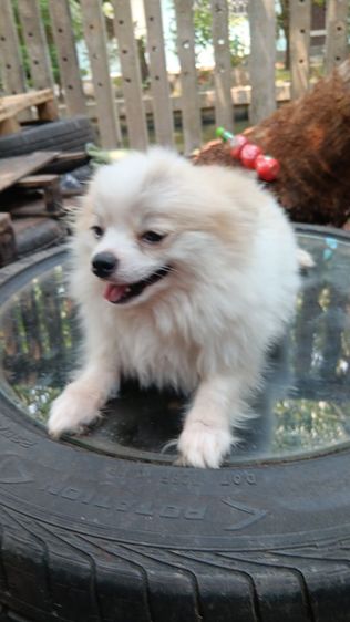 สุนัขบอมไซจิ่วอายุ6เดือน รูปที่ 6