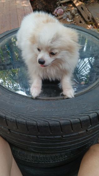 สุนัขบอมไซจิ่วอายุ6เดือน รูปที่ 3