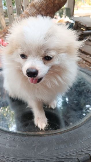 สุนัขบอมไซจิ่วอายุ6เดือน รูปที่ 16