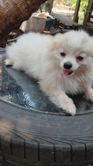 สุนัขบอมไซจิ่วอายุ6เดือน รูปที่ 5