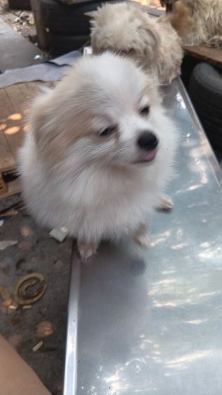 สุนัขบอมไซจิ่วอายุ6เดือน รูปที่ 13