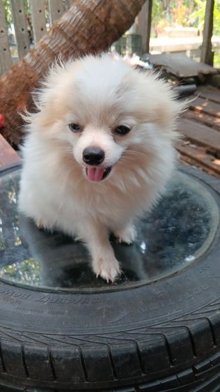 สุนัขบอมไซจิ่วอายุ6เดือน รูปที่ 11