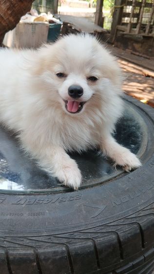 สุนัขบอมไซจิ่วอายุ6เดือน รูปที่ 7