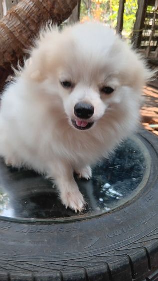 สุนัขบอมไซจิ่วอายุ6เดือน รูปที่ 12