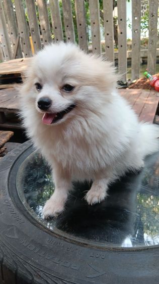 สุนัขบอมไซจิ่วอายุ6เดือน