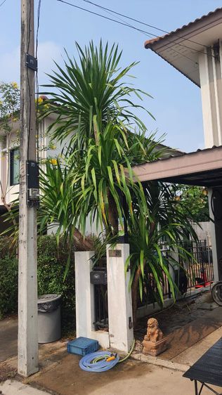 ต้นจันผา รูปที่ 2