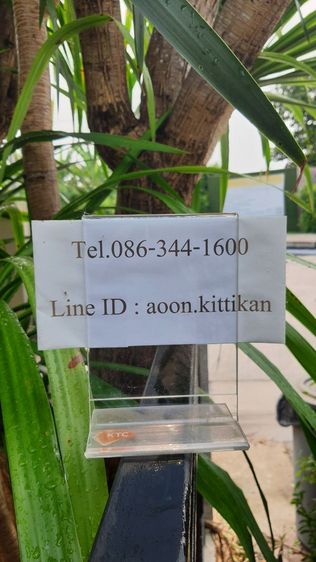 ต้นจันผา รูปที่ 10