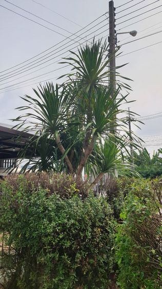 ต้นจันผา รูปที่ 5