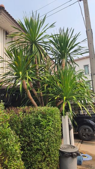 ต้นจันผา รูปที่ 3