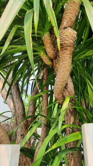 ต้นจันผา รูปที่ 6