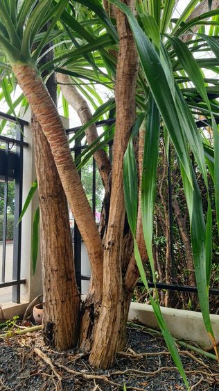 ต้นจันผา รูปที่ 8