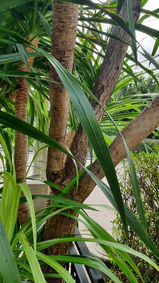 ต้นจันผา รูปที่ 9