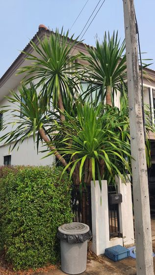 ต้นจันผา รูปที่ 4