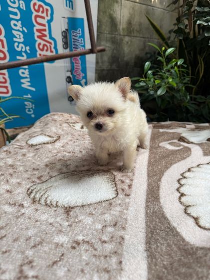 ปอมเมอเรเนียน (Pomeranian) เล็ก ปอมผสมชิสุ เด็กชาย