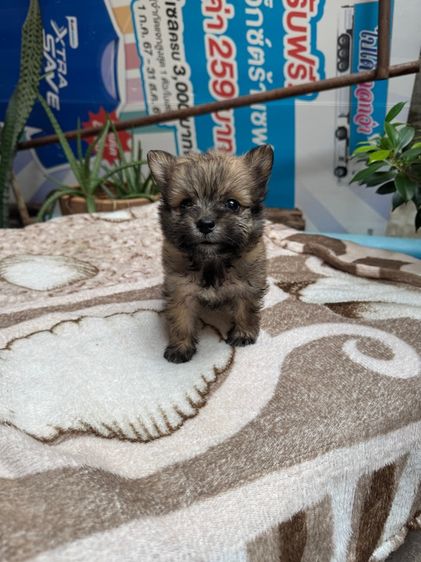 ปอมผสมชิสุ เด็กชายทั้ง2 รูปที่ 2