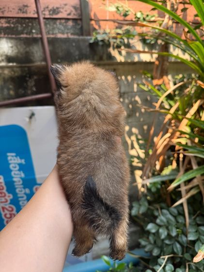 ปอมผสมชิสุ เด็กชายทั้ง2 รูปที่ 4