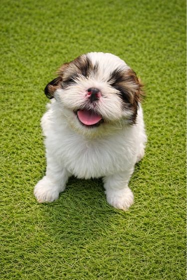 ชิสุ (Shih Tzu) เล็ก ชิสุสายพันธุ์แท้