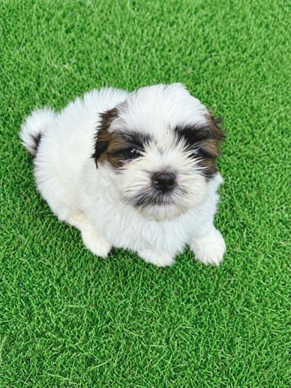 ชิสุสายพันธุ์แท้ รูปที่ 4