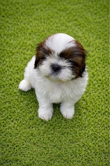 ชิสุสายพันธุ์แท้ รูปที่ 2