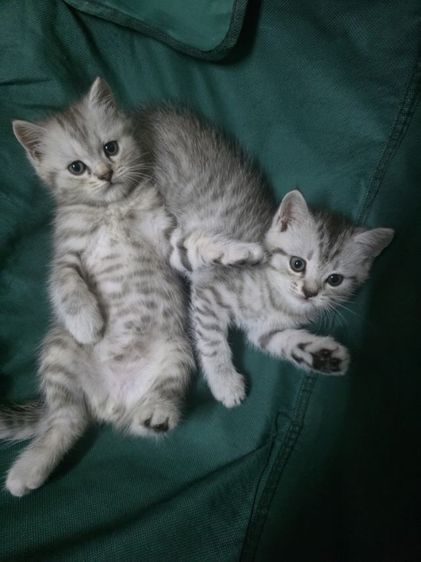 แมวมัชกิ้นขายาว รูปที่ 12