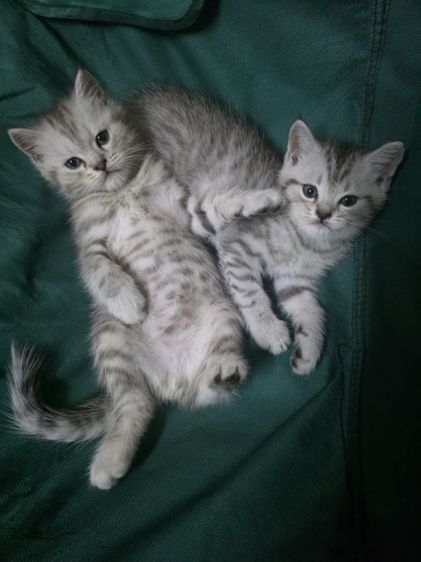 แมวมัชกิ้นขายาว รูปที่ 13