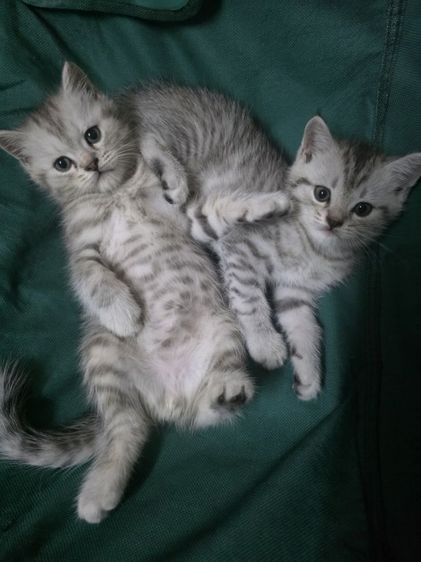 แมวมัชกิ้นขายาว รูปที่ 9