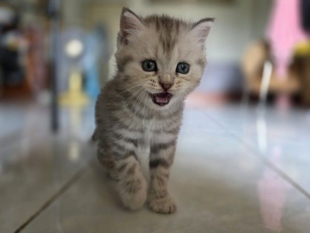 แมวมัชกิ้นขายาว รูปที่ 4