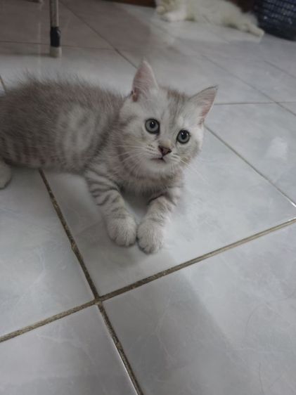 แมวมัชกิ้นขายาว รูปที่ 6