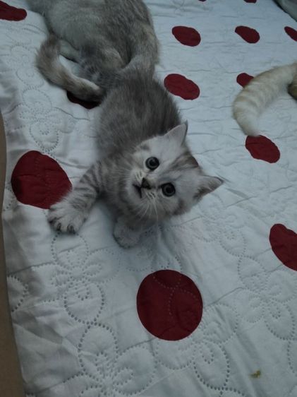 แมวมัชกิ้นขายาว รูปที่ 15