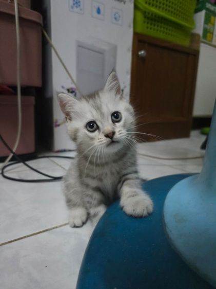 แมวมัชกิ้นขายาว รูปที่ 5