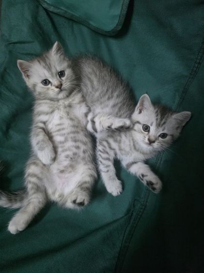 แมวมัชกิ้นขายาว รูปที่ 14