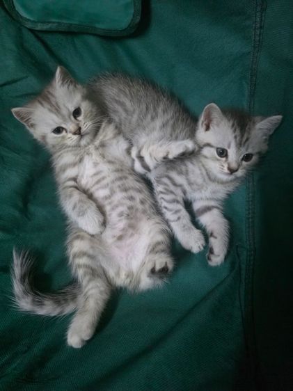 แมวมัชกิ้นขายาว รูปที่ 11