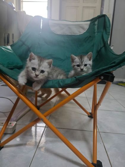 แมวมัชกิ้นขายาว รูปที่ 7