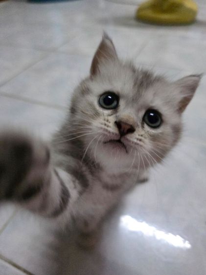 แมวมัชกิ้นขายาว รูปที่ 8