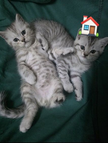 แมวมัชกิ้นขายาว รูปที่ 3