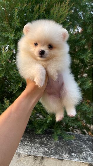 สุนัข รูปที่ 5