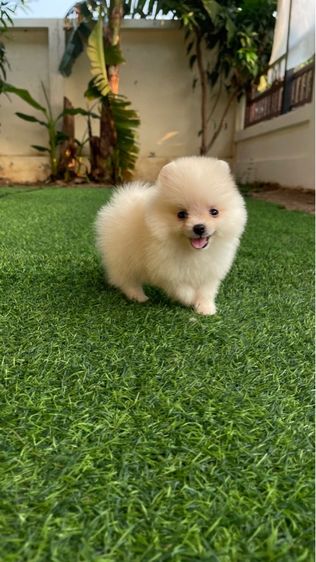 สุนัข รูปที่ 2