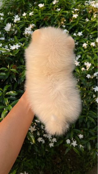 สุนัข รูปที่ 3