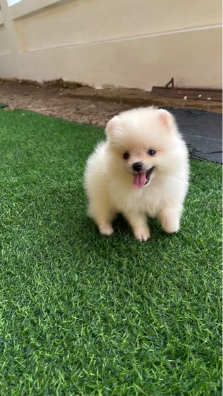 ปอมเมอเรเนียน (Pomeranian) เล็ก สุนัข
