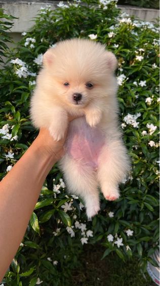 สุนัข รูปที่ 4