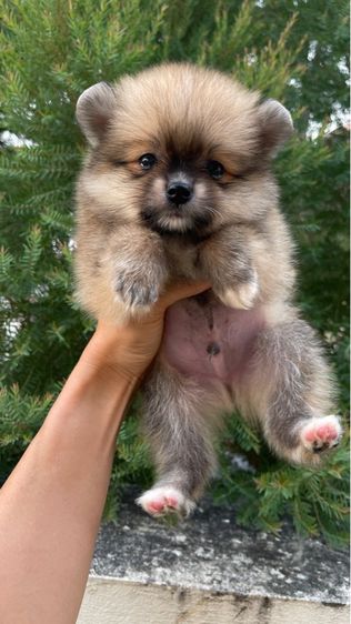 ลูกสุนัข รูปที่ 2