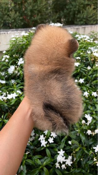 ลูกสุนัข รูปที่ 3