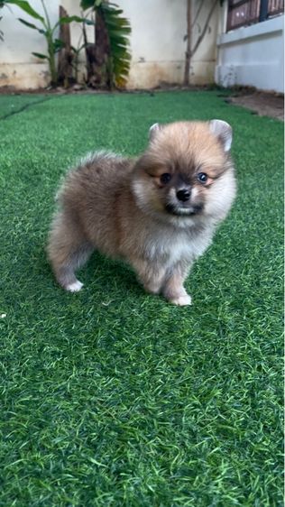 ลูกสุนัข รูปที่ 5